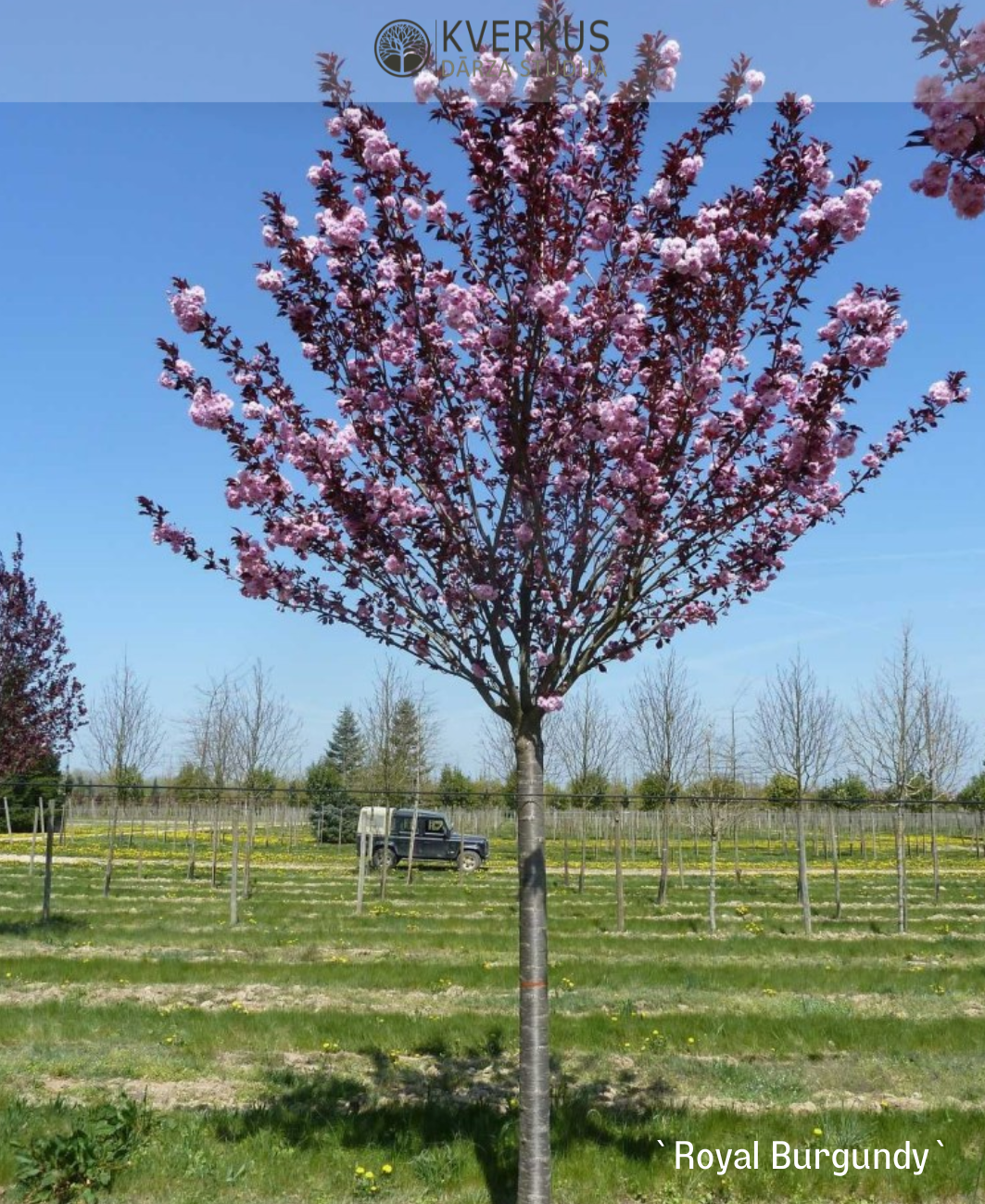Sakura "Royal Burgundy"