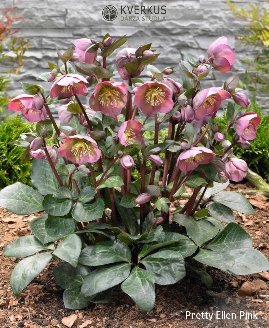 Sniega roze `Pretty Ellen Pink`