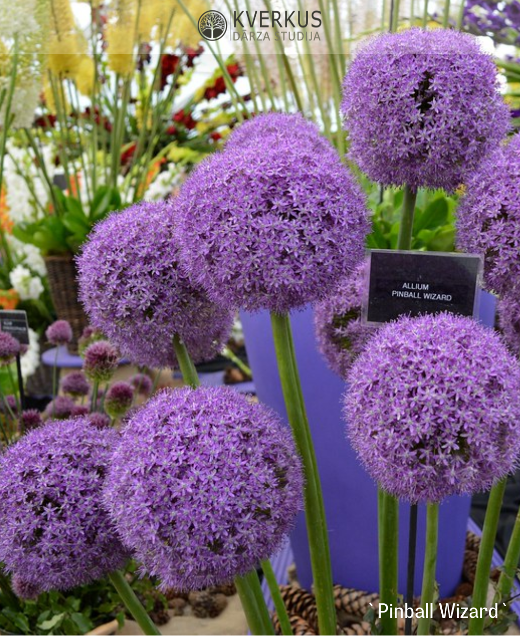 Dekoratīvais sīpols "Pinball Wizard"