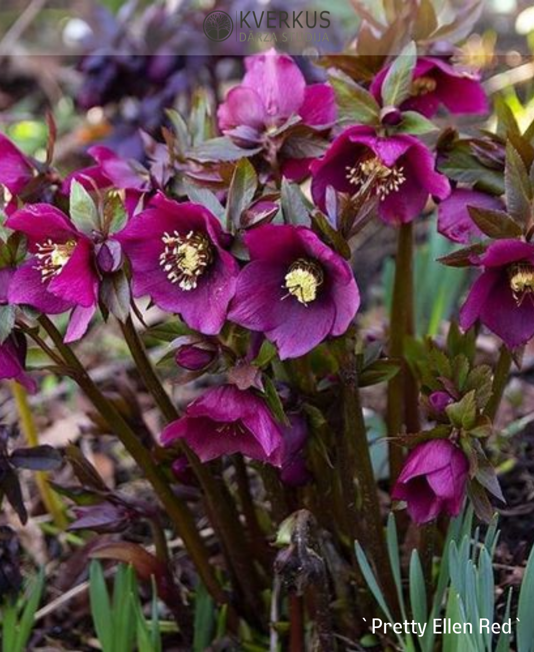 Sniega roze `Pretty Ellen Red`