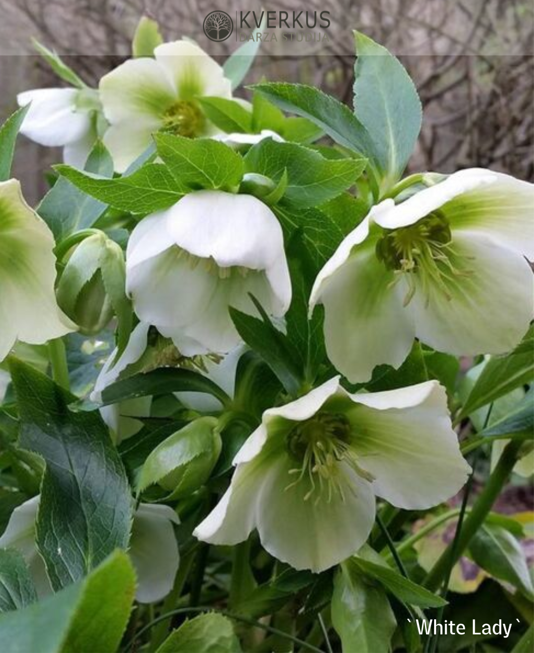 Sniega roze `White Lady`