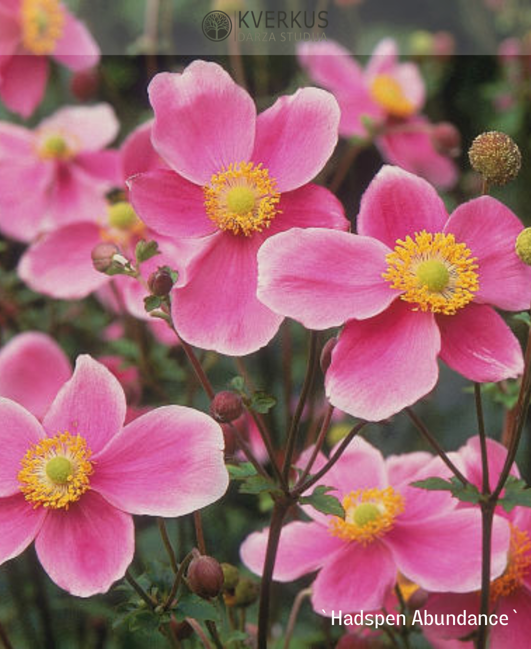 Anemone Hubejas "Hadspen Abundance"