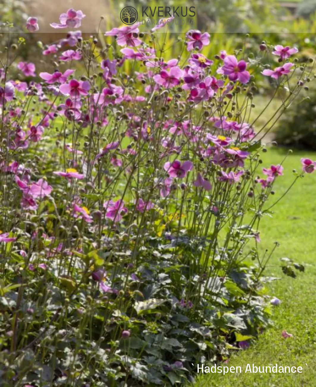 Anemone Hubejas "Hadspen Abundance"
