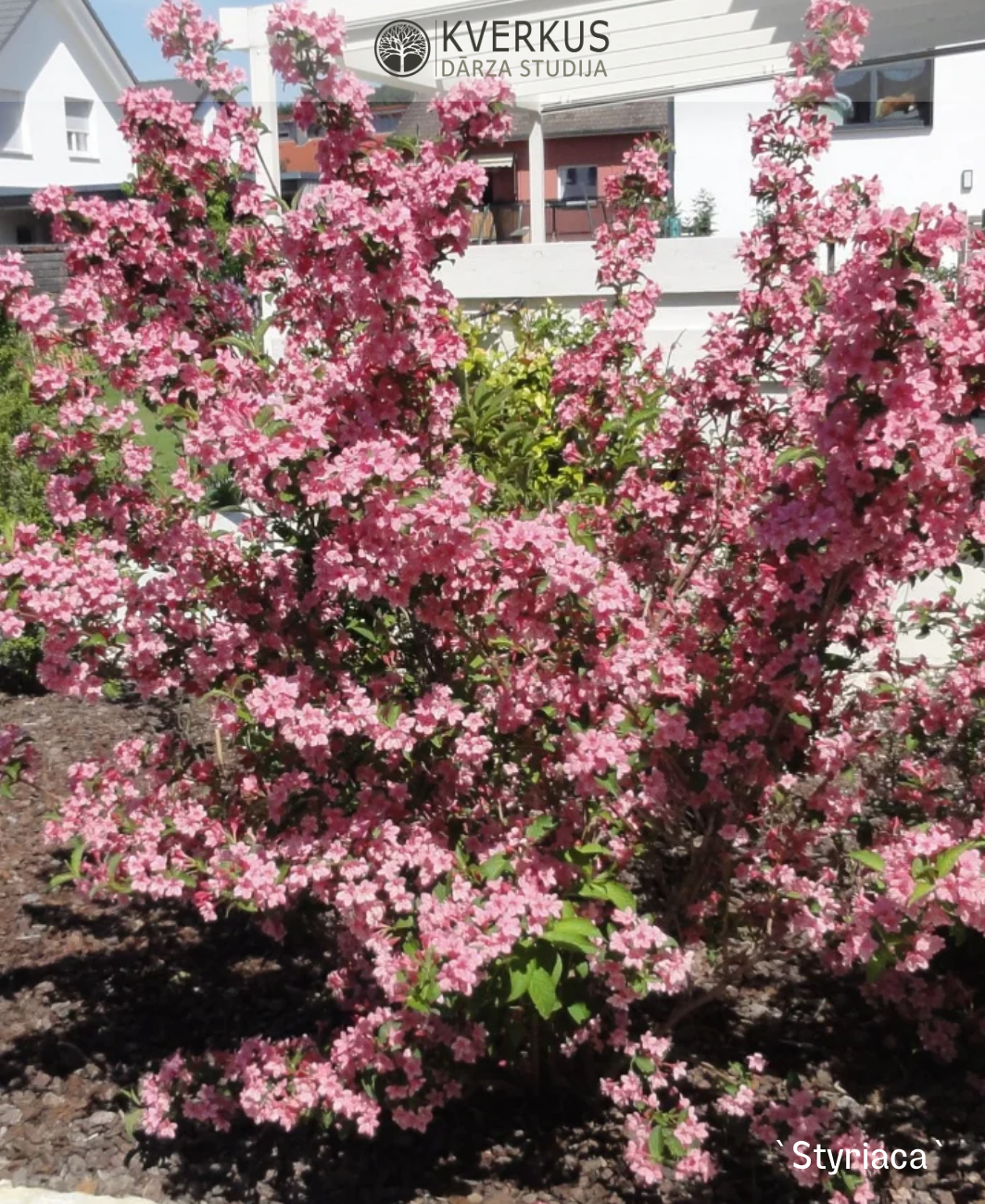 Veigela Krāšņā "Styriaca"