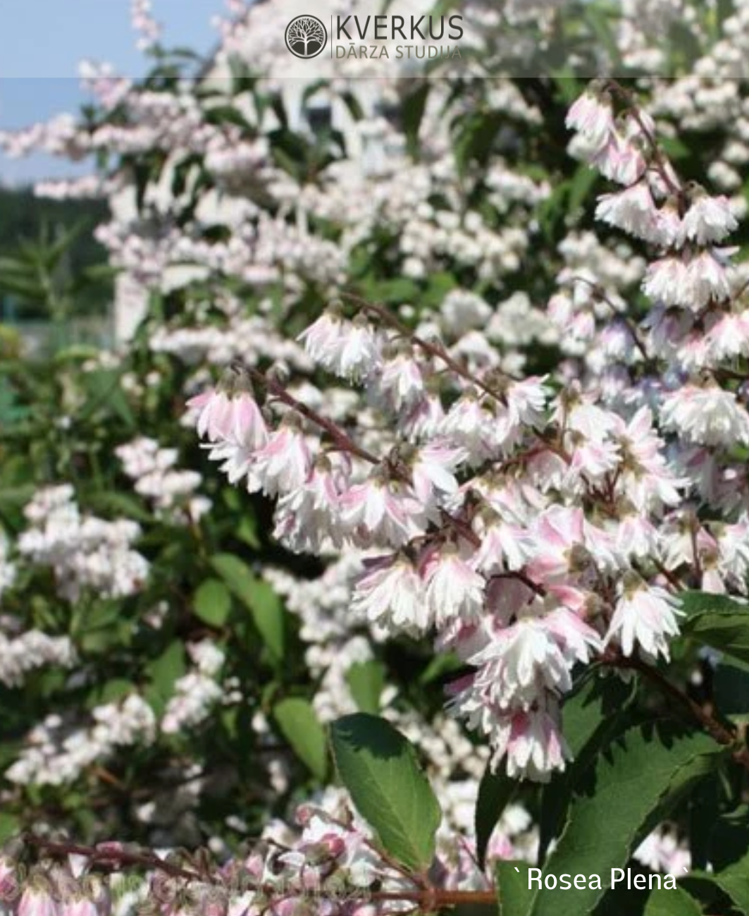 Deicija "Rosea Plena"