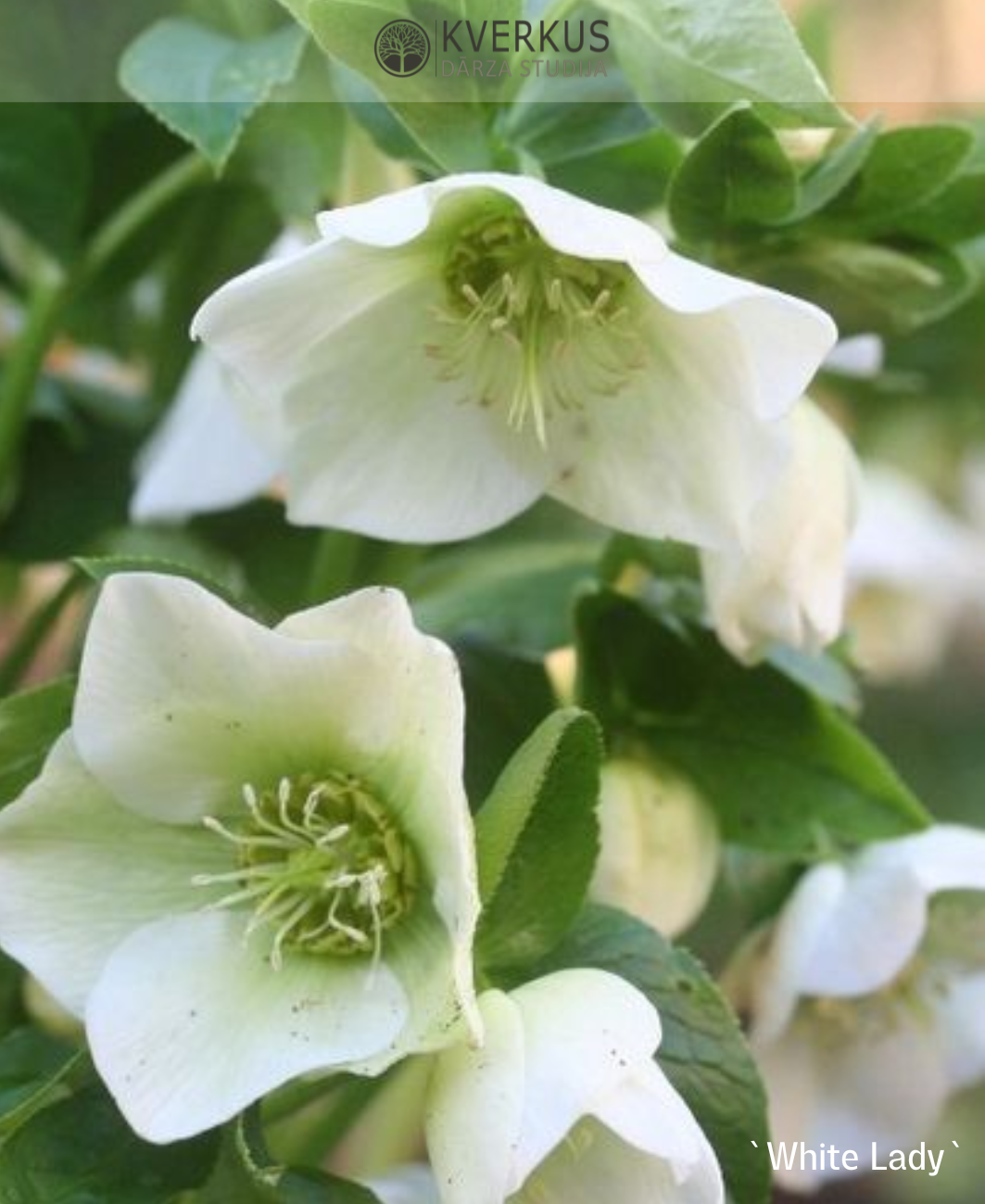 Sniega roze `White Lady`