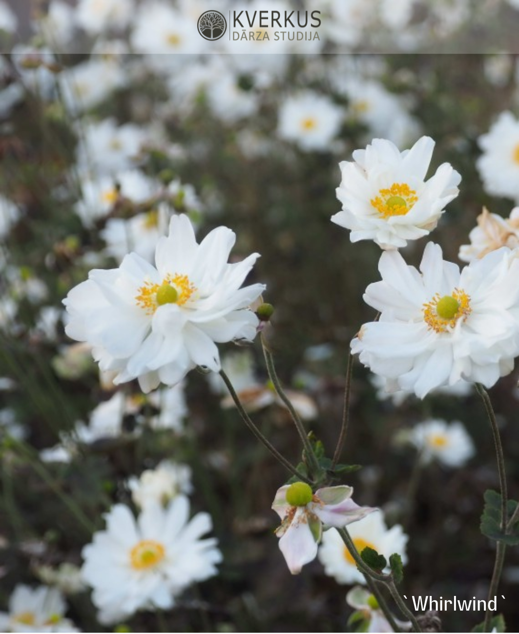 Anemone Japānas "Whirlwind"