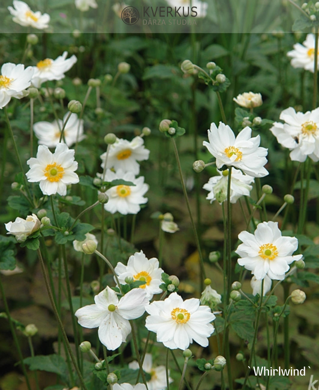 Anemone Japānas "Whirlwind"