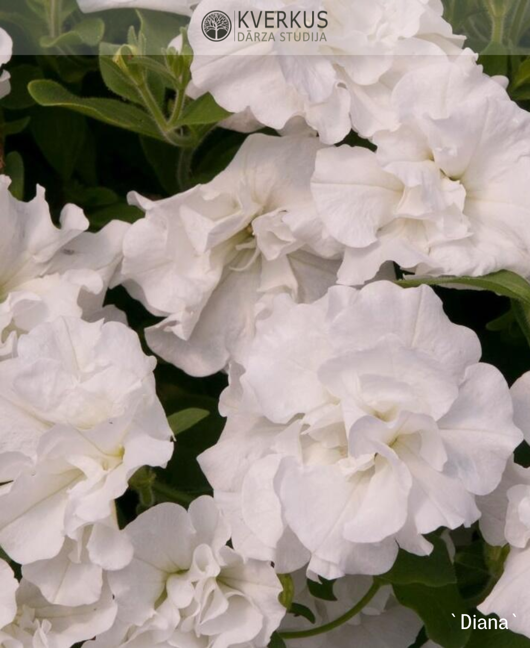 Petūnija pildītā `DIANA` (12 cm podiņā)