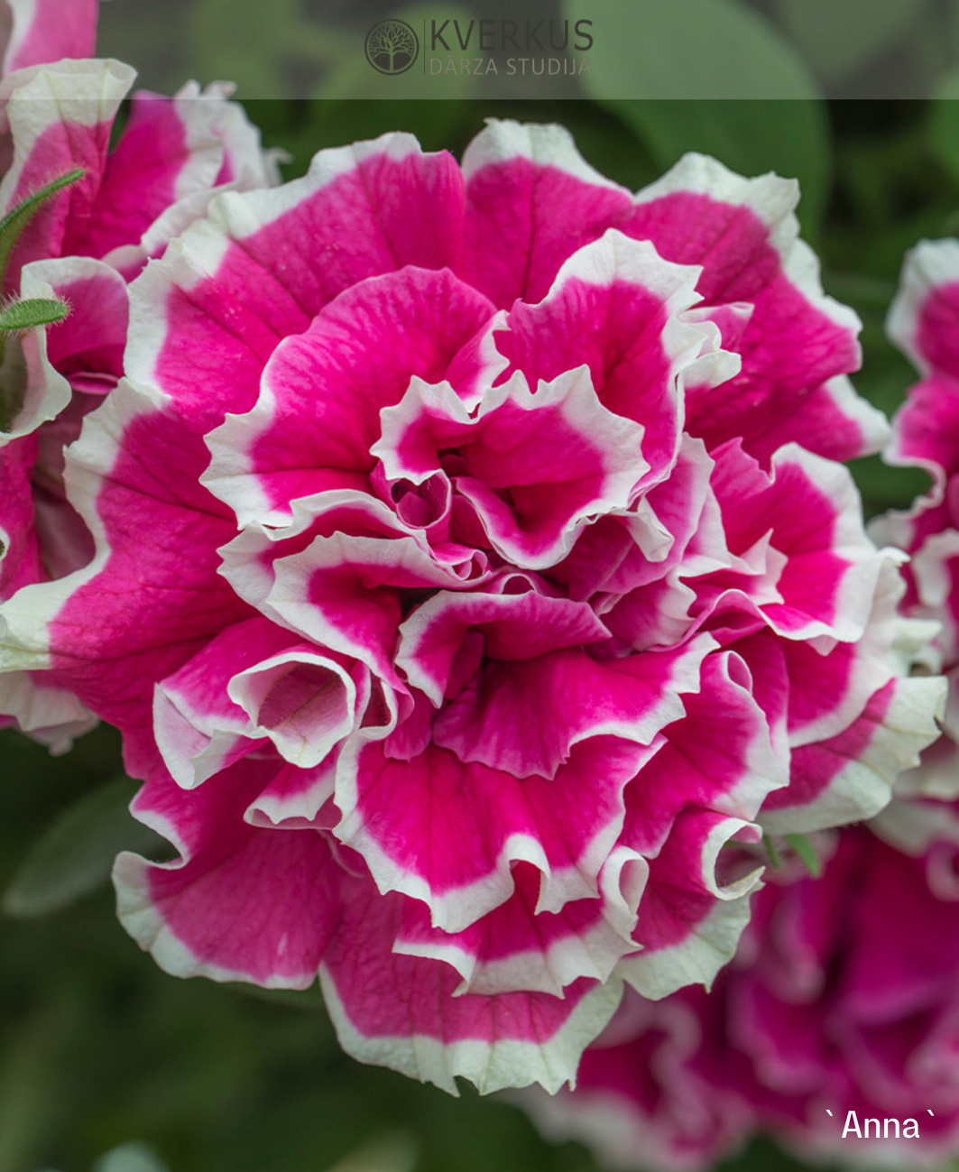 Petūnija pildītā `ANNA` (12 cm podiņā)
