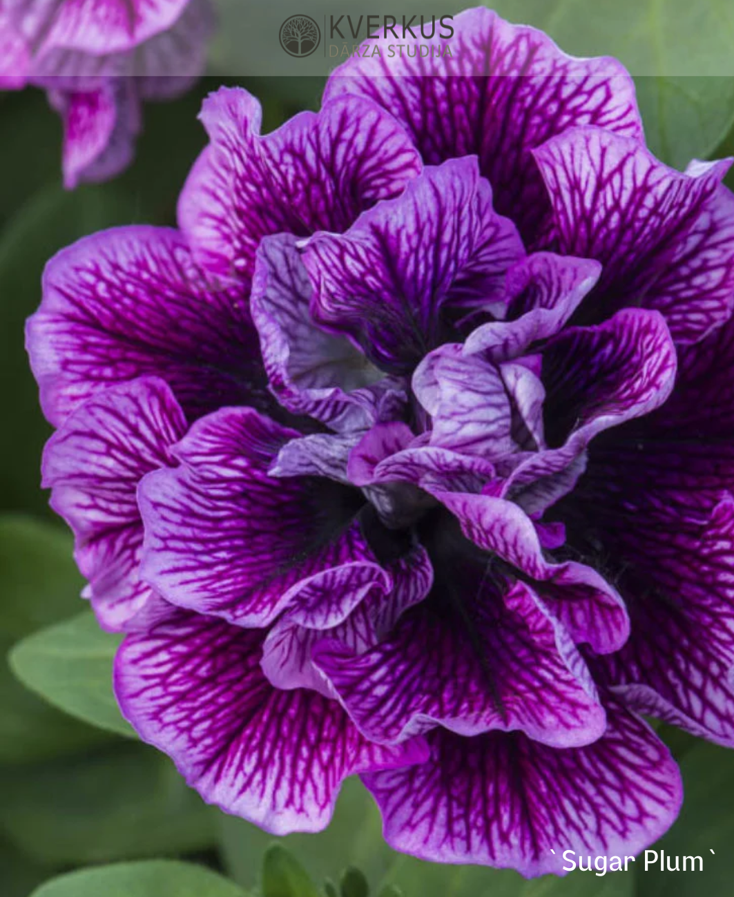 Petūnija pildītā `SUGAR PLUM` (12 cm podiņā)