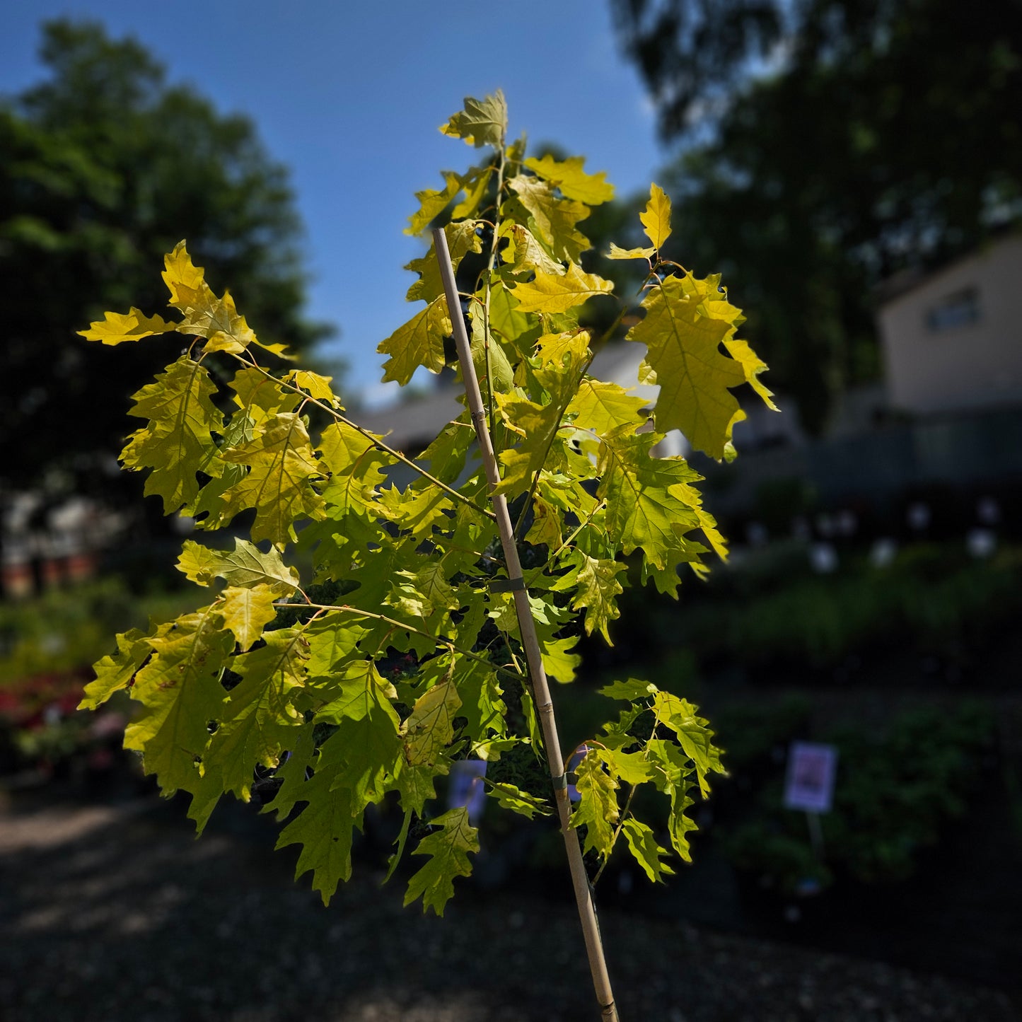 Ozols Sarkanais "Aurea"