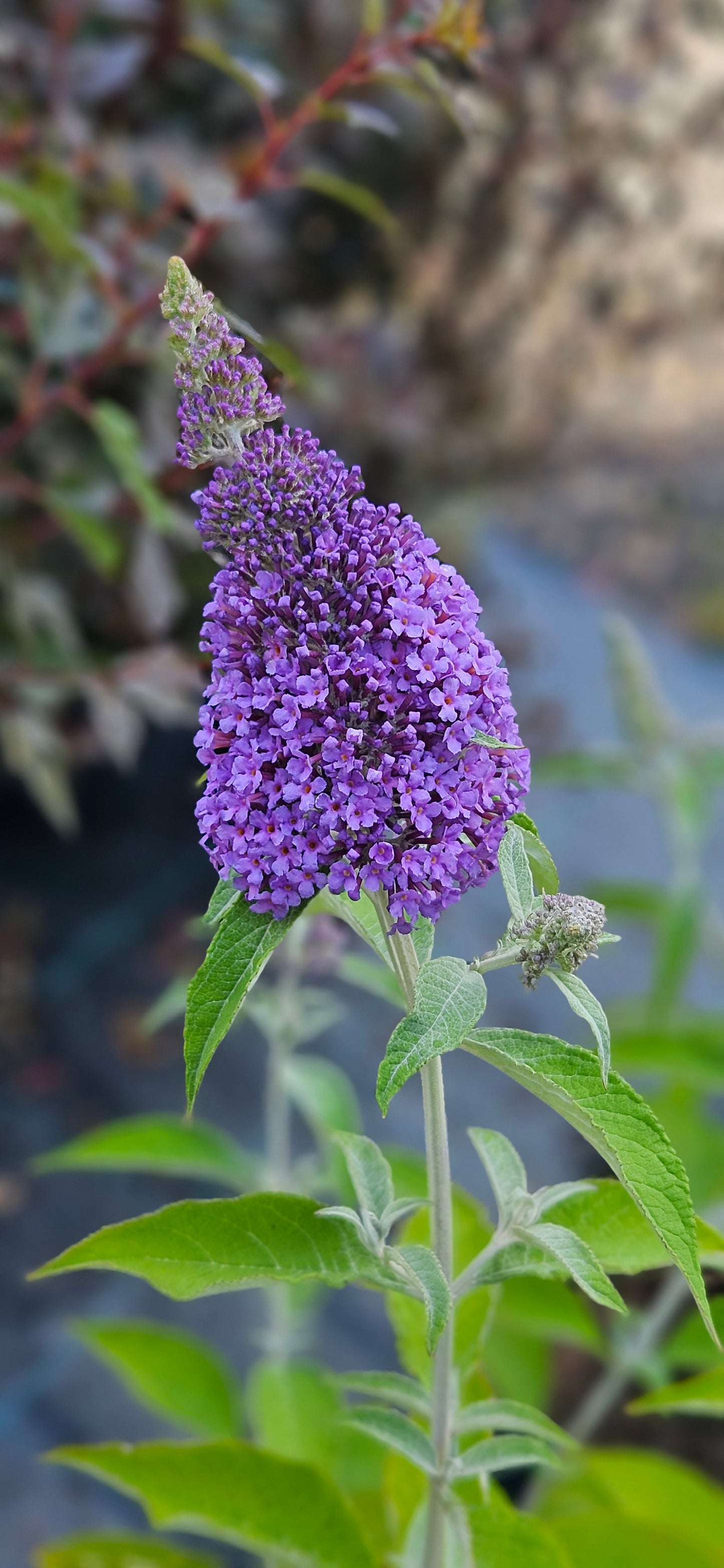 Budleja Dāvida "Reve de Papillon Lavender"