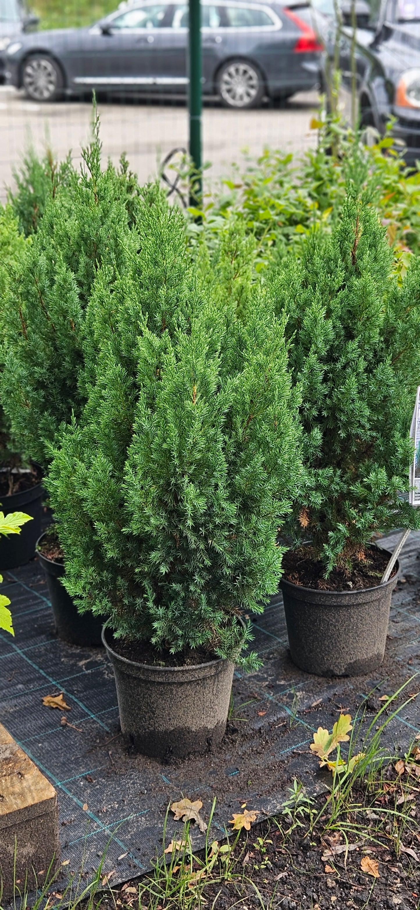 Kadiķis Ķīnas "Stricta"