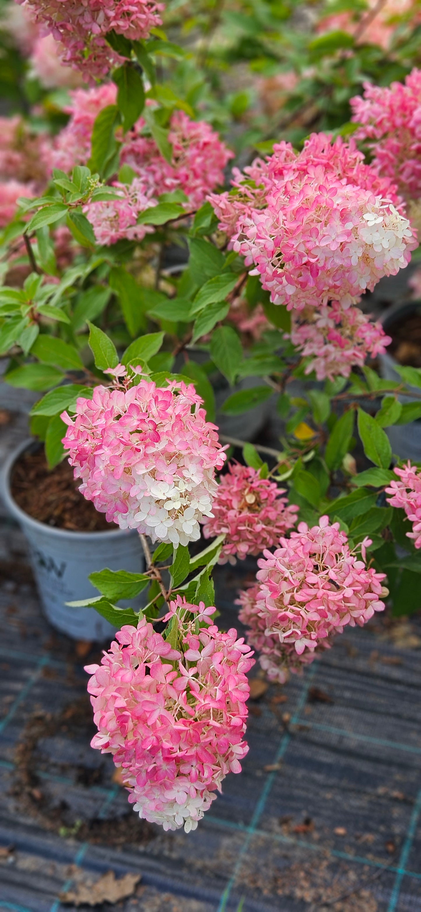 Hortenzija Skarainā "Pinkachu"