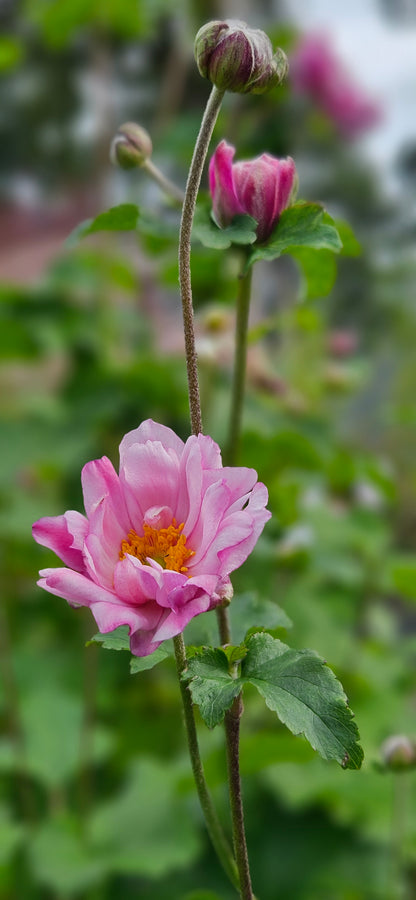 Anemone Hibrīdā "Mont-Rose"