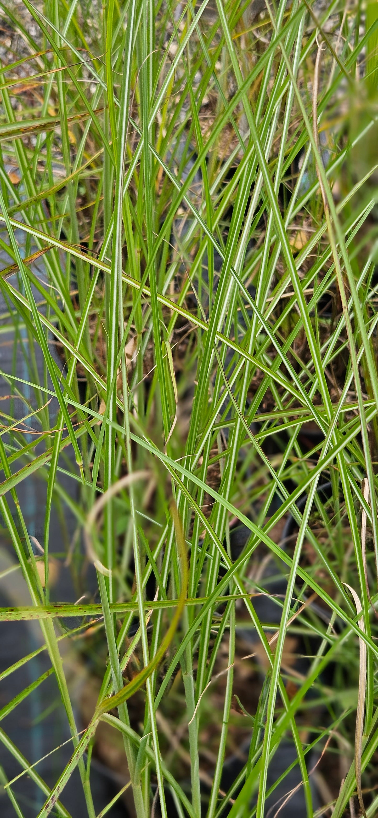 Miskante Ķīnas "Gracillimus"