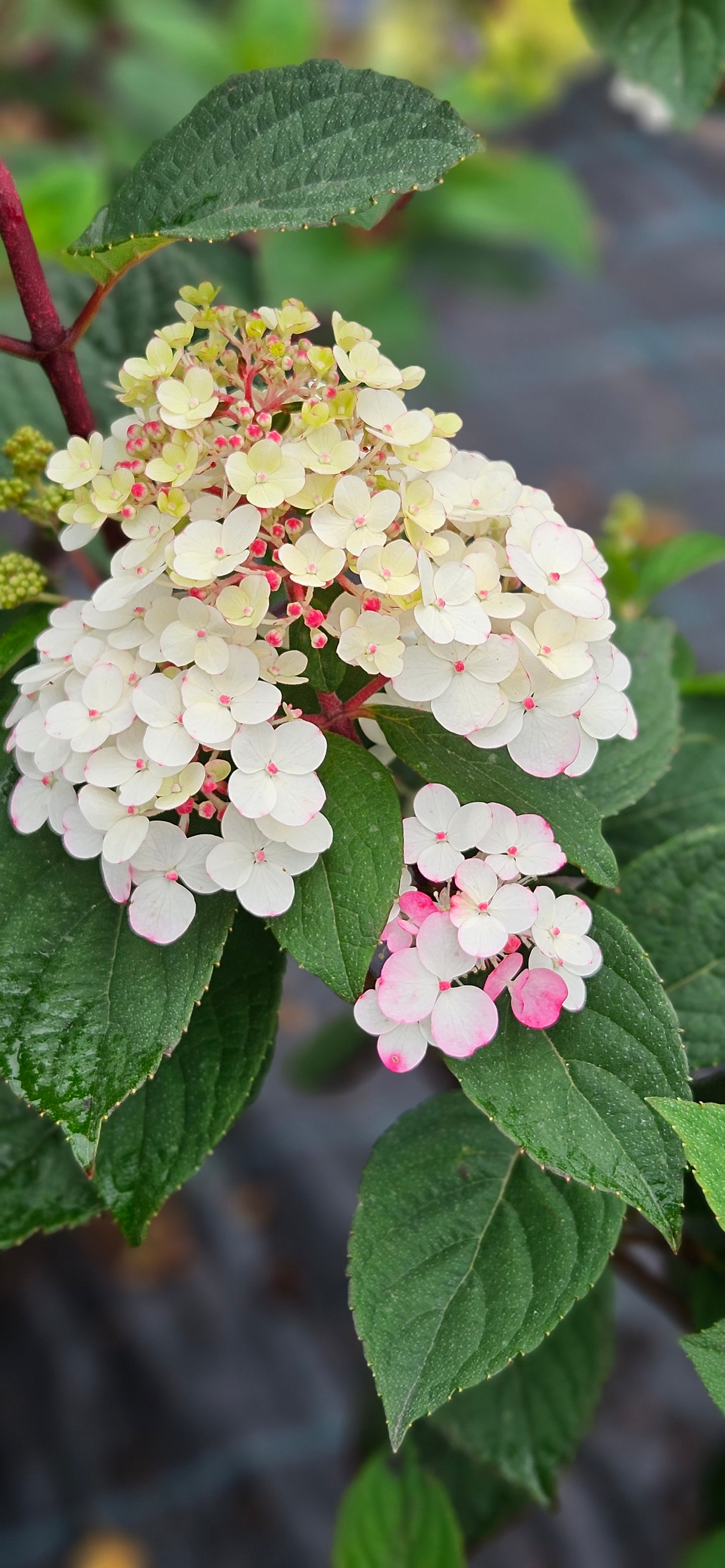 Hortenzija Skarainā "Samarskaja Lidiya - Framboisine - Rensam"
