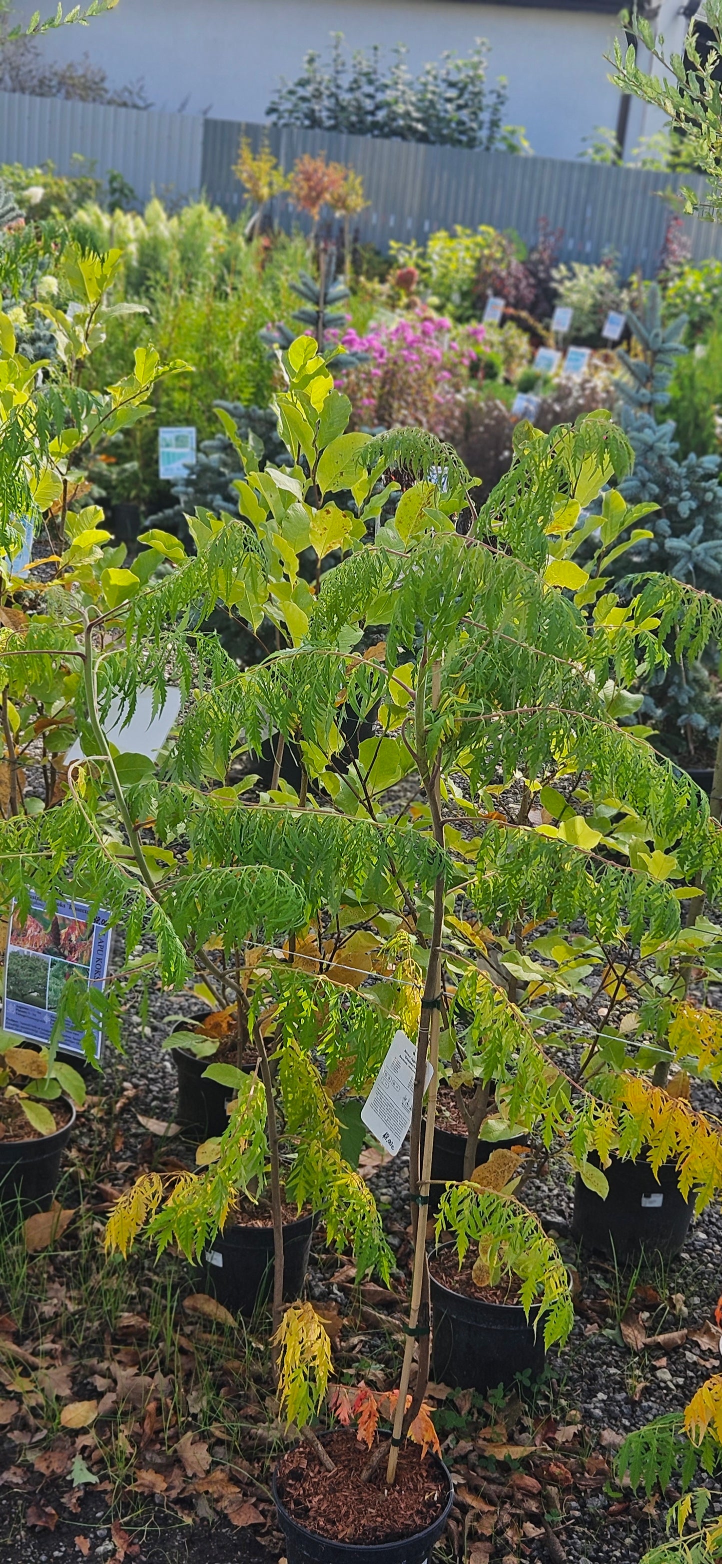 Etiķkoks ''Dissecta''