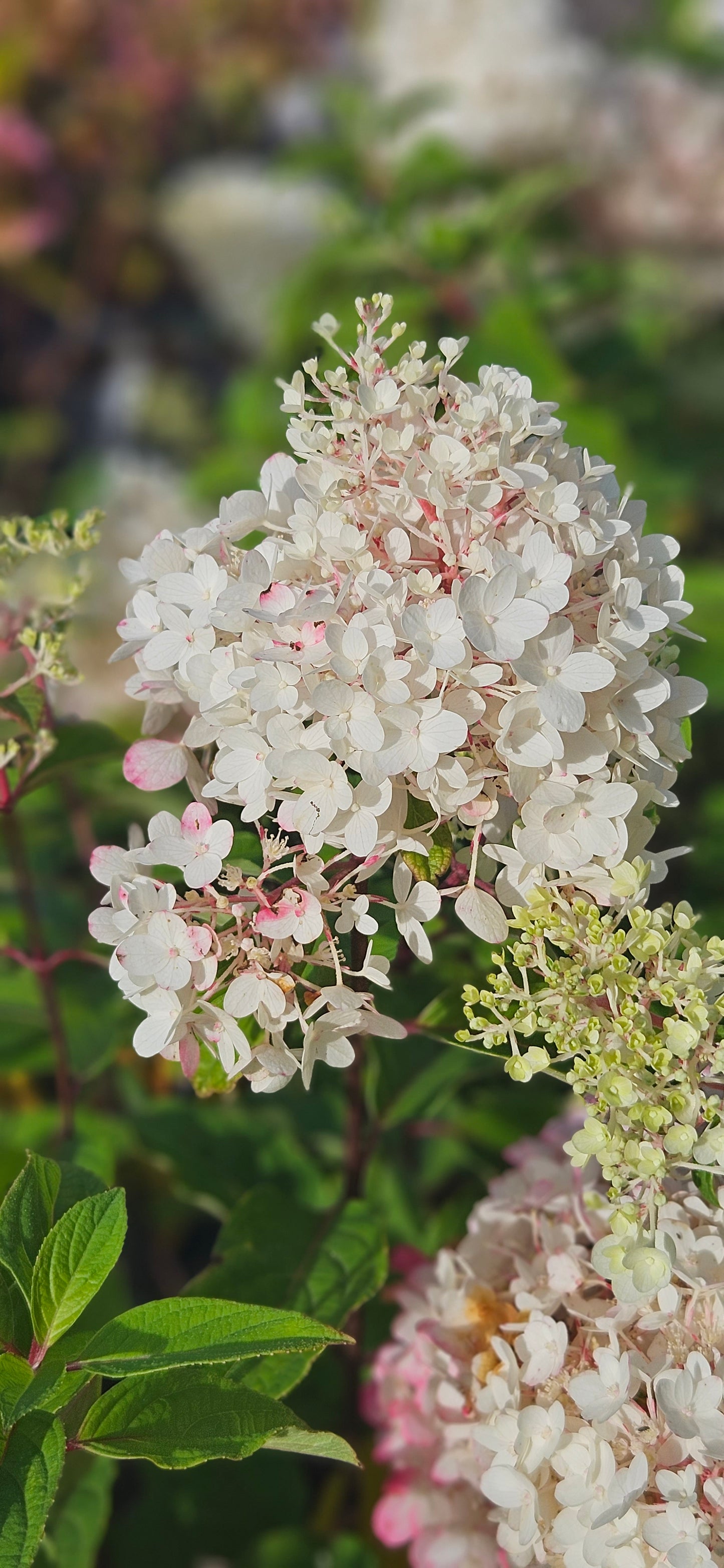 Hortenzija Skarainā "Living Strawberry Blossom"