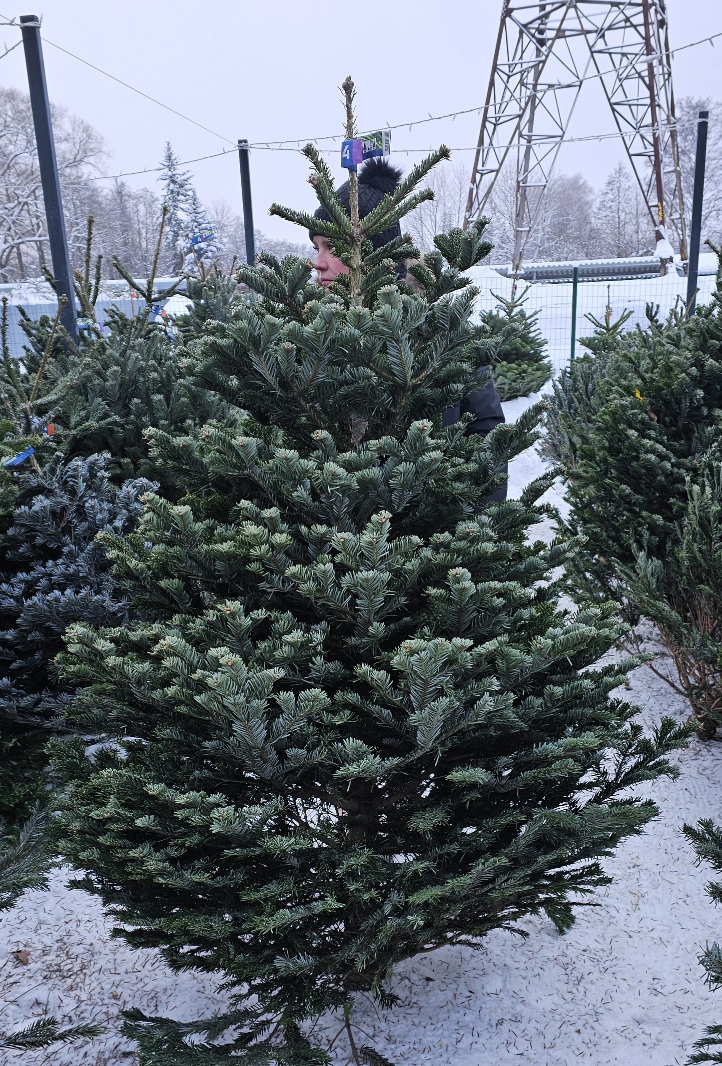 Baltegle PREMIUM 125 - 150 CM