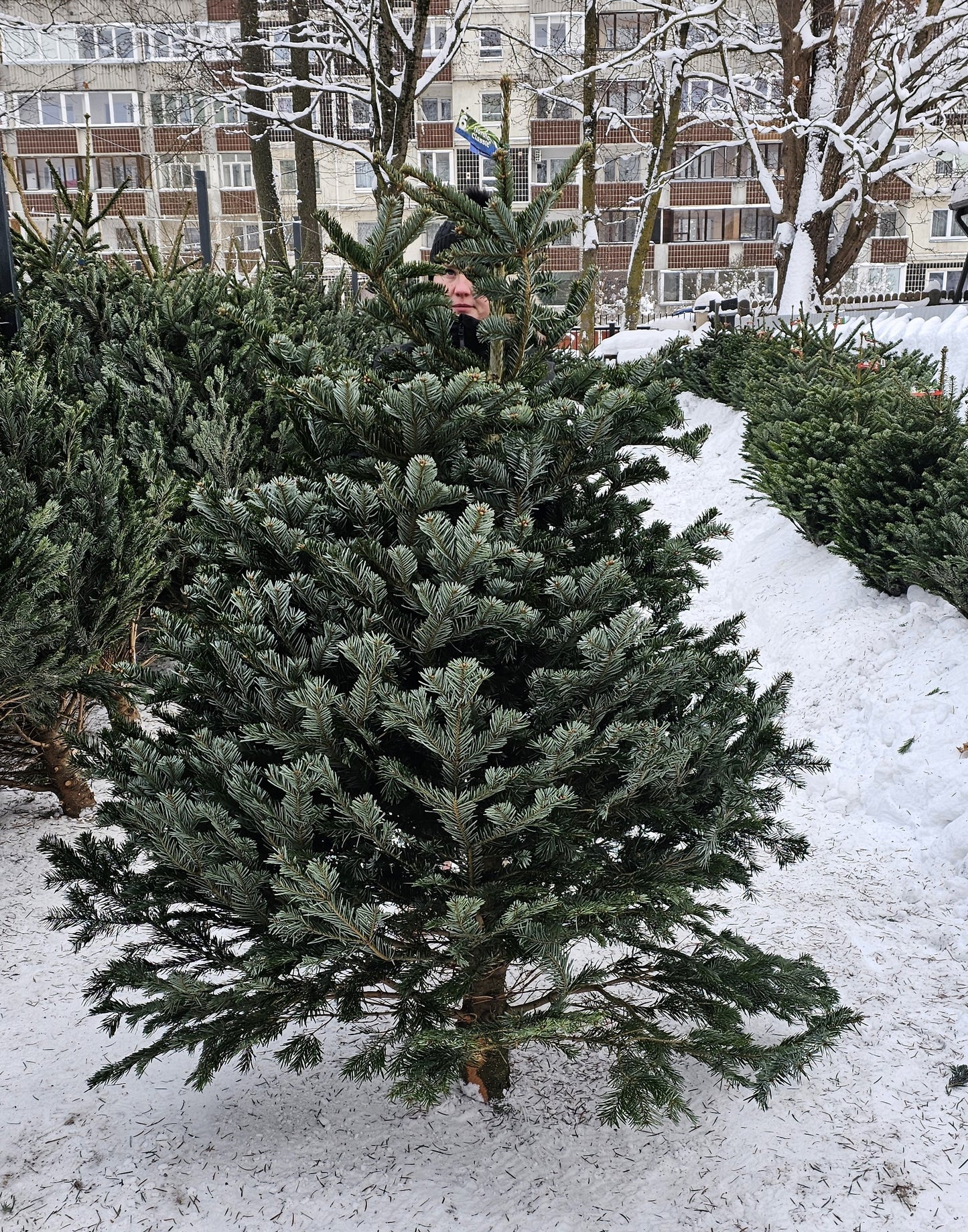 Baltegle PREMIUM 175 - 200 CM