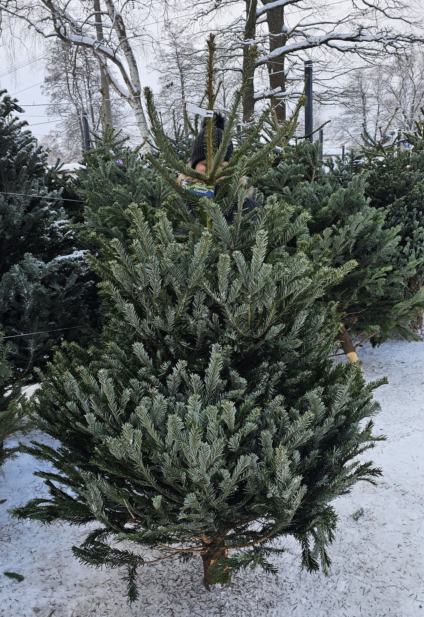 Baltegle PREMIUM 150 - 175 CM