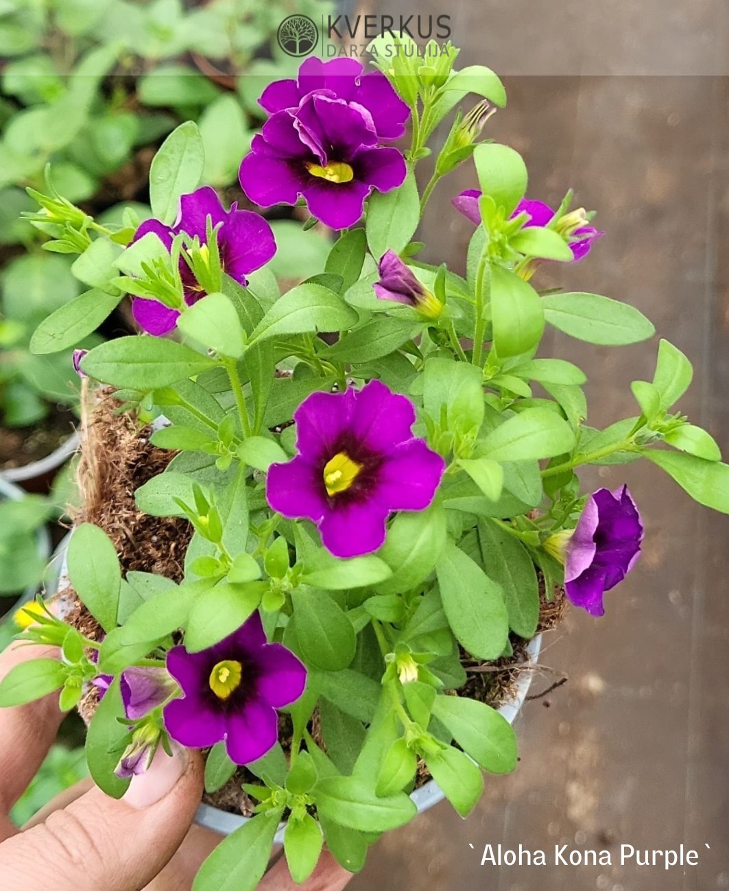 Kalibrahoja - sīkziedu petūnija `Aloha Kona Purple` (10 cm podiņā)