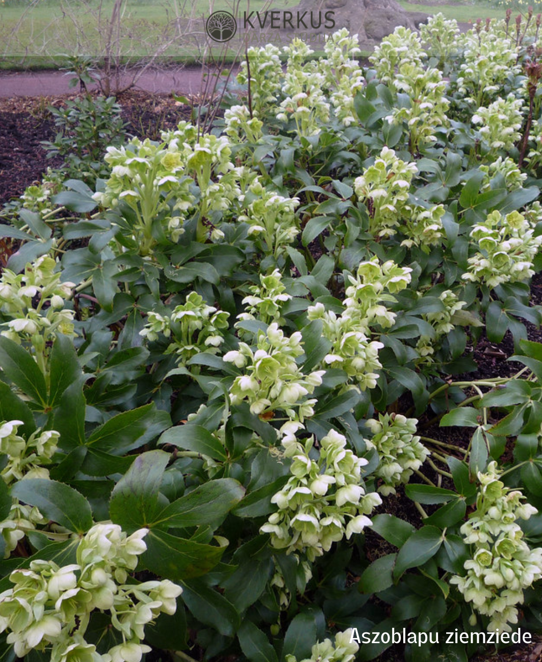 Sniega roze aszoblapu