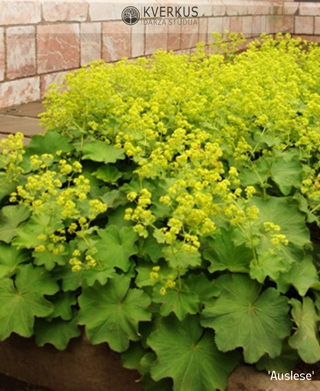 Raskrēsliņš mīkstais (raspodiņš) `Auslese`