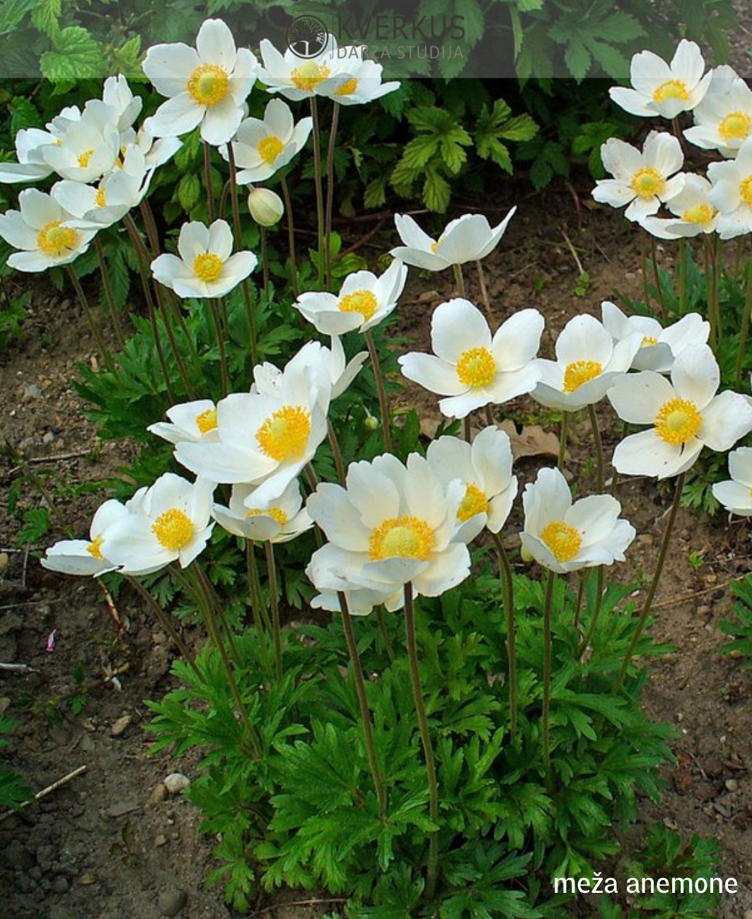 Anemone meža (Daugavas vizbule)