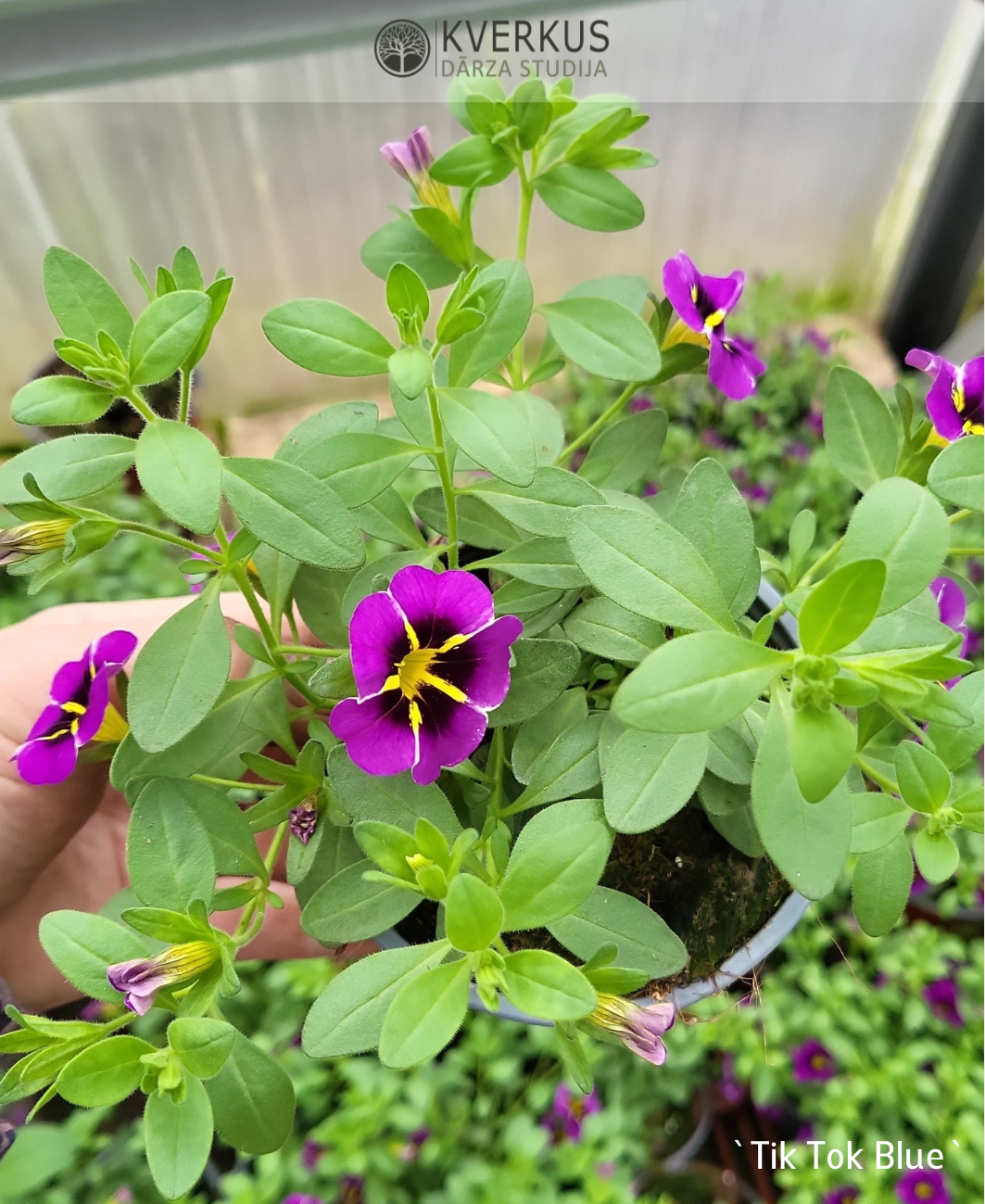 Kalibrahoja - sīkziedu petūnija `Tik Tok Blue` (10 cm podiņā)