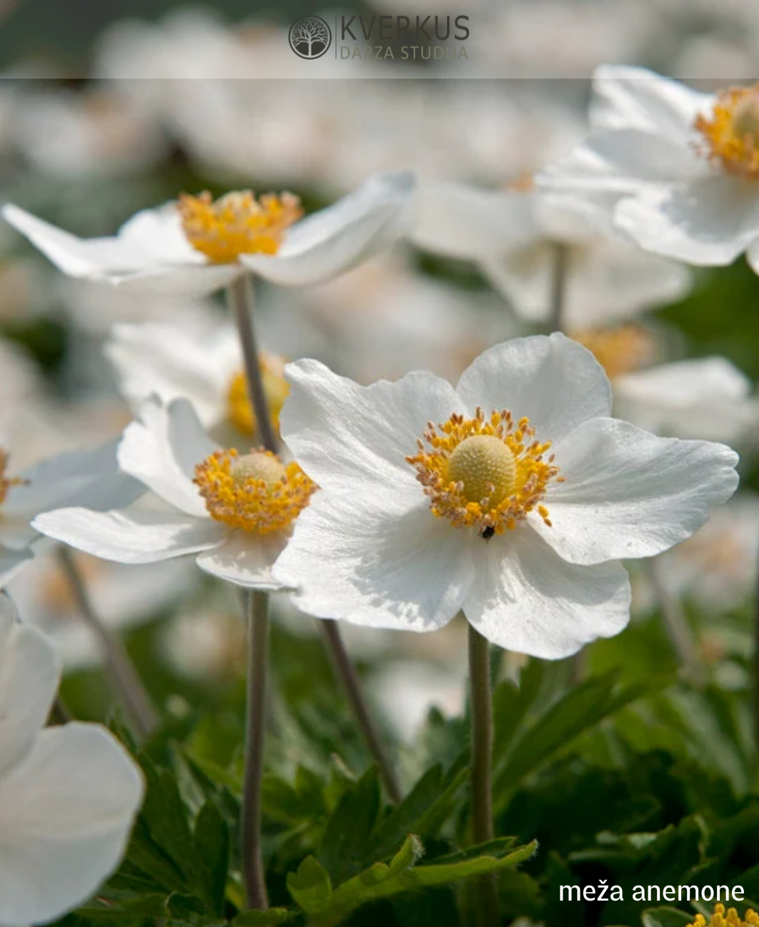 Anemone meža (Daugavas vizbule)