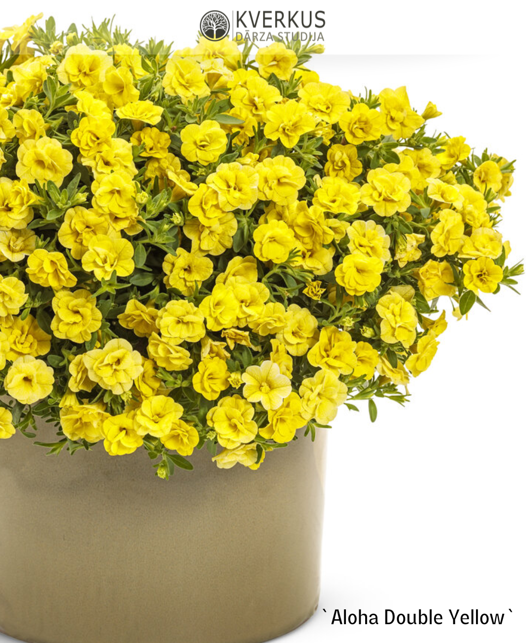 Kalibrahoja - sīkziedu petūnija `Aloha Double Yellow` (10 cm podiņā)