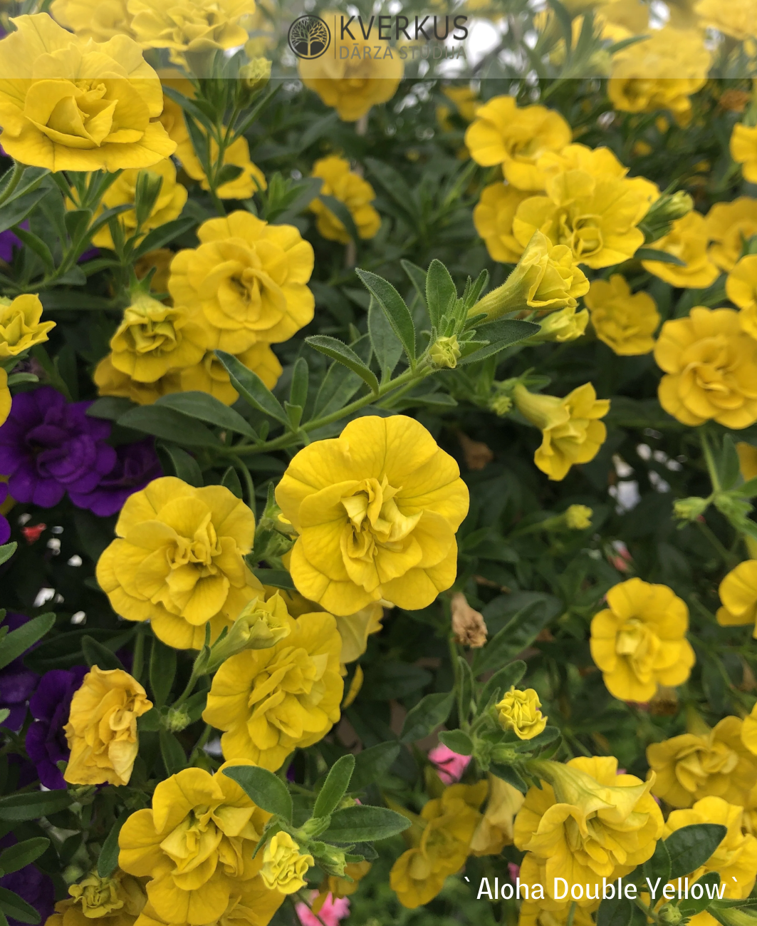 Kalibrahoja - sīkziedu petūnija `Aloha Double Yellow` (10 cm podiņā)