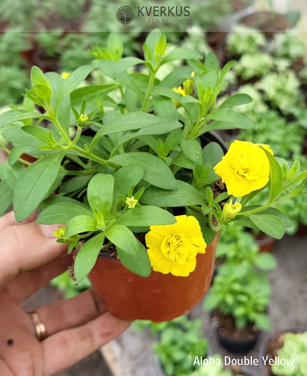 Kalibrahoja - sīkziedu petūnija `Aloha Double Yellow` (10 cm podiņā)