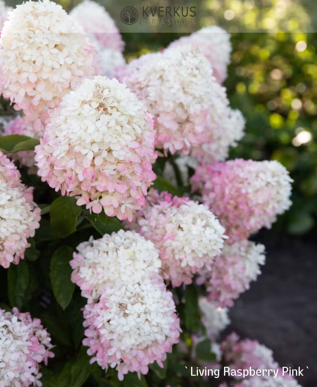 Hortenzija Skarainā "Living Raspberry Pink"