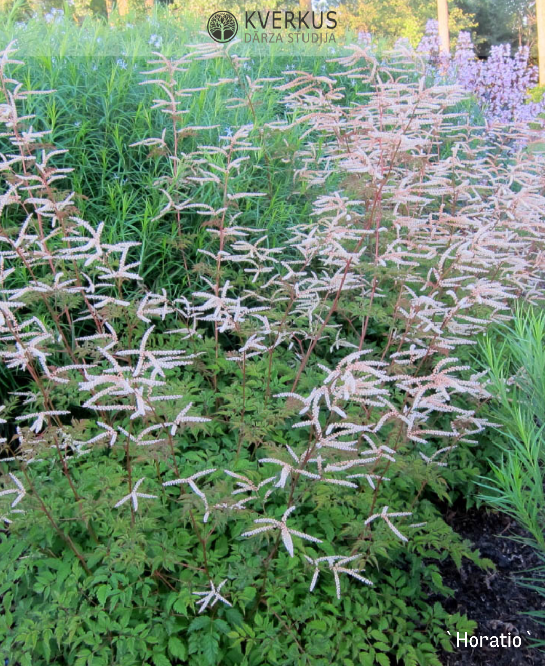 Pundurkazbārdis `Horatio`