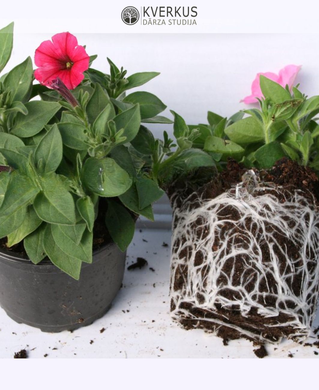 Petūnija VISTA `SILVERBERRY` (12 cm podiņā)