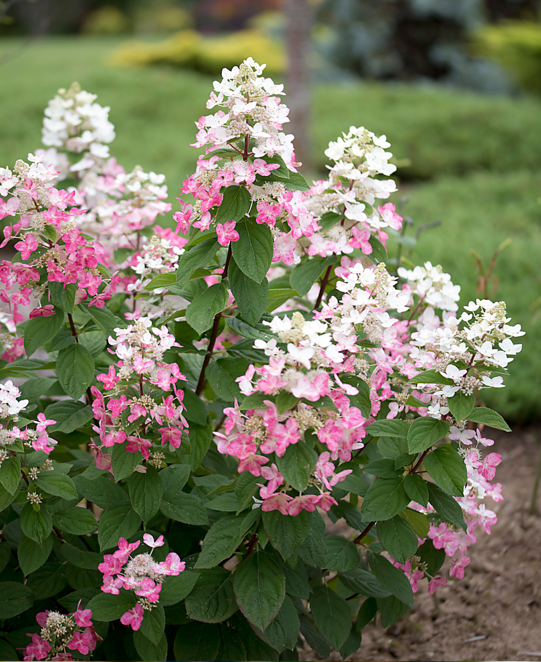Mēslojums rododendriem/ hortenzijām NPK+(S) 12-5-10+(36)