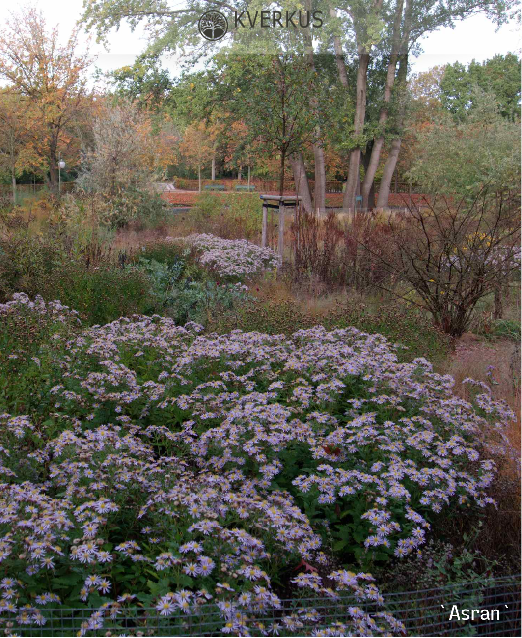 Ziemastere agerātveida "Asran"