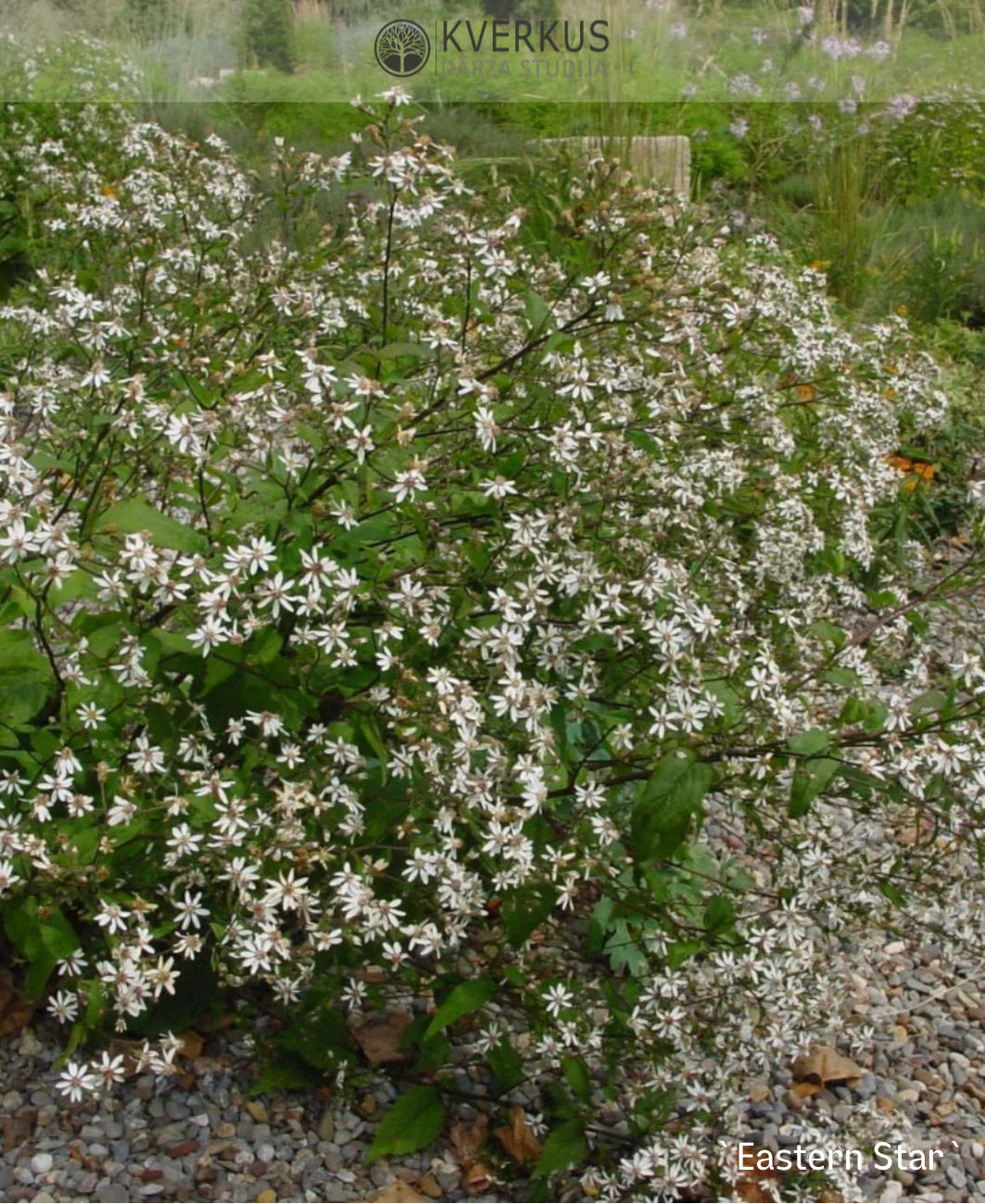 Ziemastere izplestā `Eastern Star`