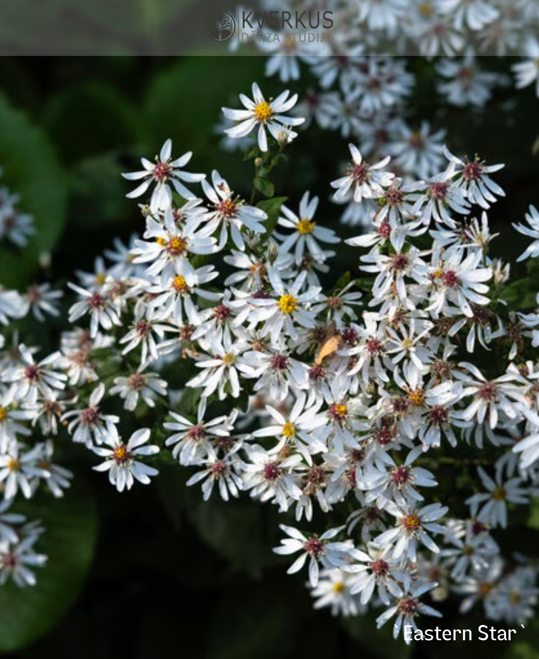 Ziemastere izplestā `Eastern Star`