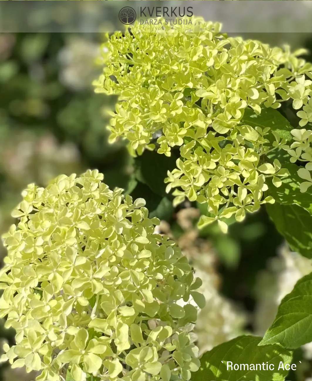 Hortenzija Skarainā "Romantic Ace" = "Renvagor"