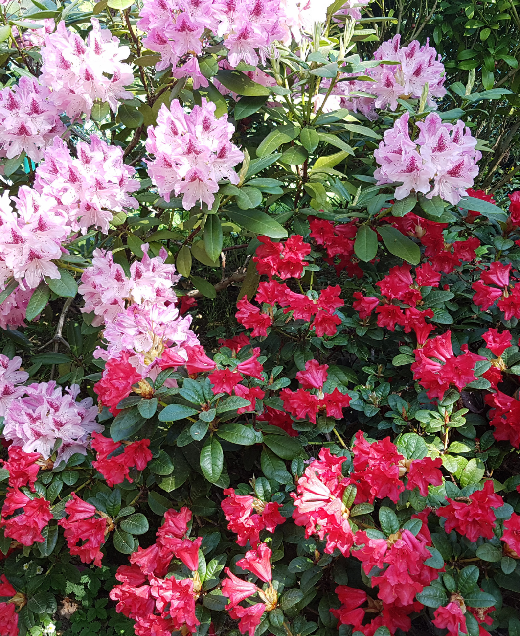 Mēslojums rododendriem/ hortenzijām NPK+(S) 12-5-10+(36)
