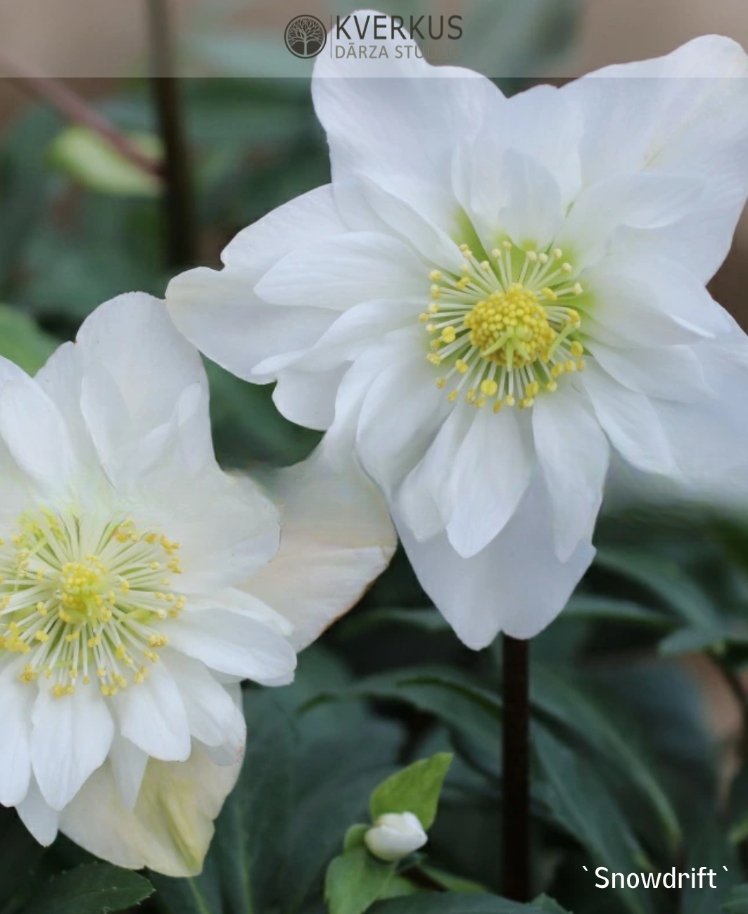 Sniega roze melnā "Snowdrift"