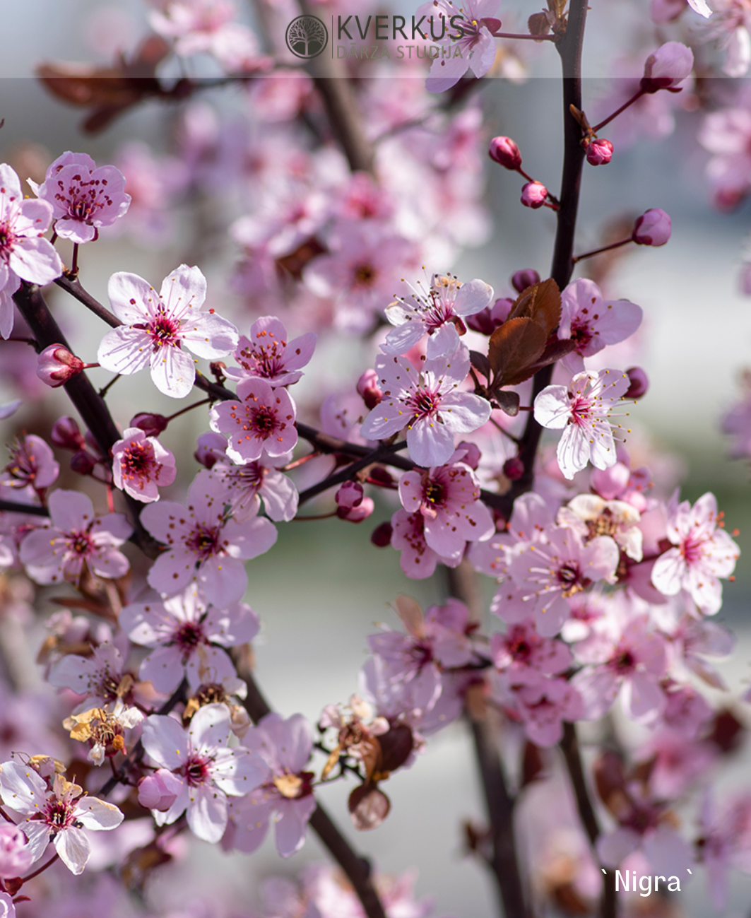 Sakura `Nigra`