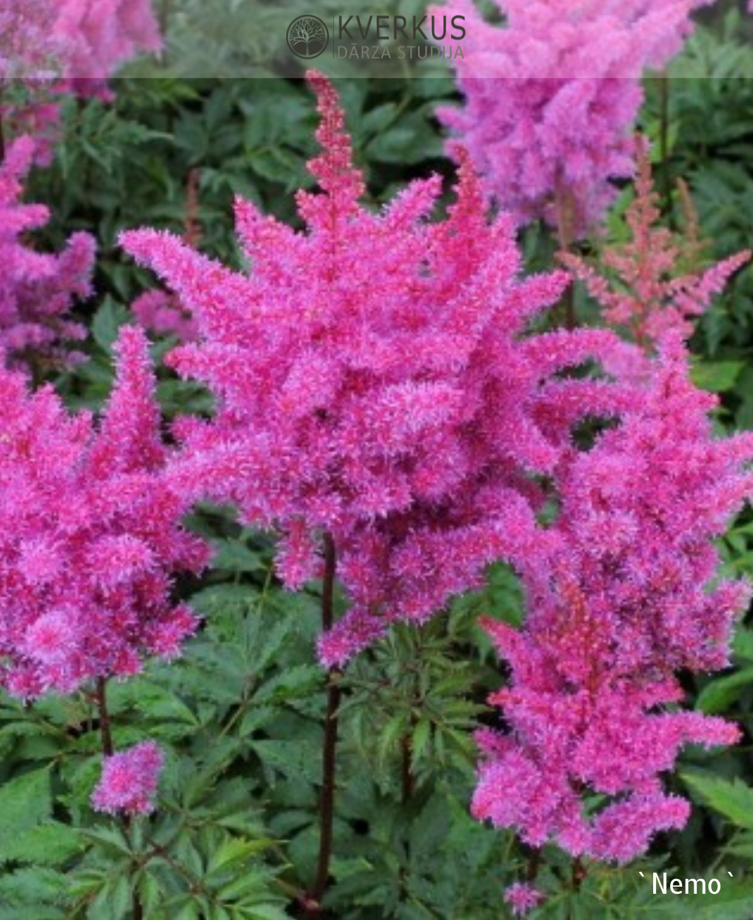 Astilbe Ķīnas "Nemo"