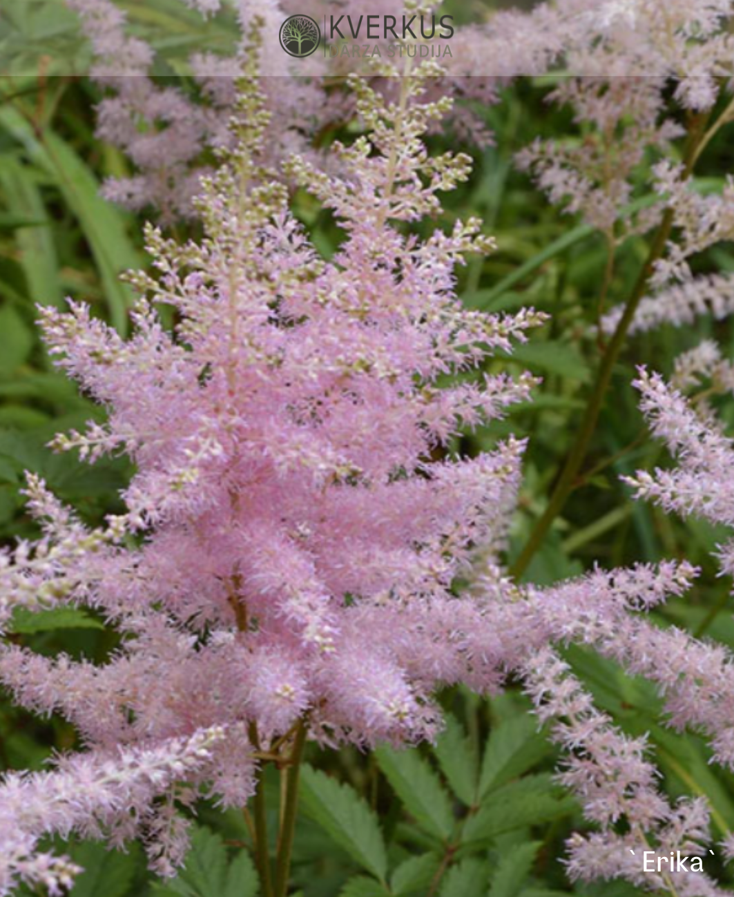 Astilbe Ārendsa "Erika"