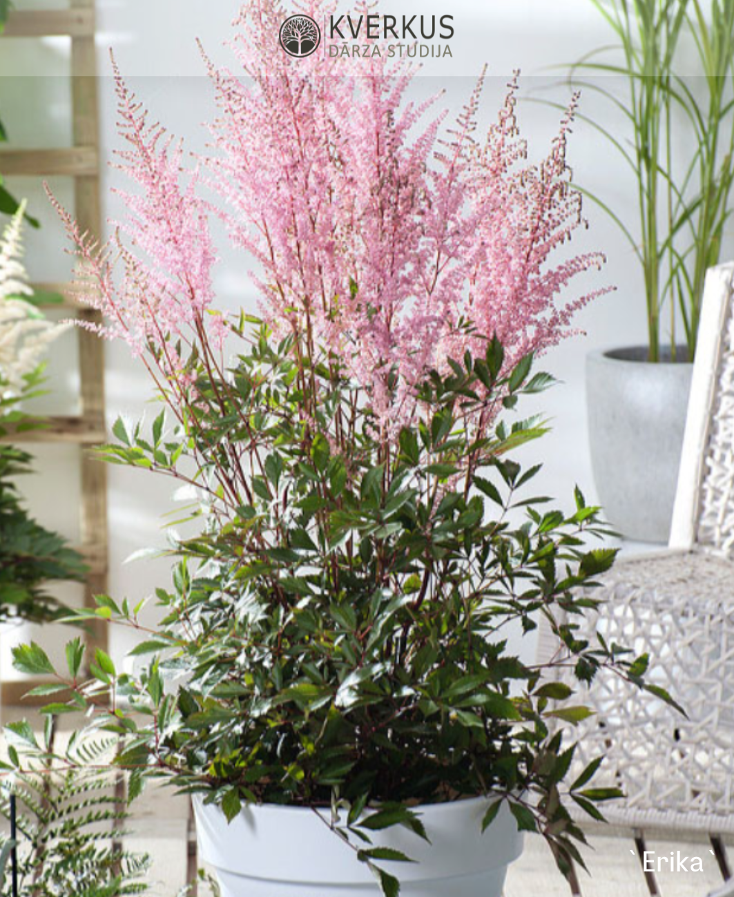 Astilbe Ārendsa "Erika"
